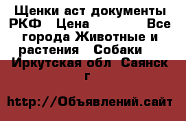 Щенки аст документы РКФ › Цена ­ 15 000 - Все города Животные и растения » Собаки   . Иркутская обл.,Саянск г.